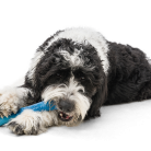 64f941fcc6201ad99bcb439a009b03cd.png